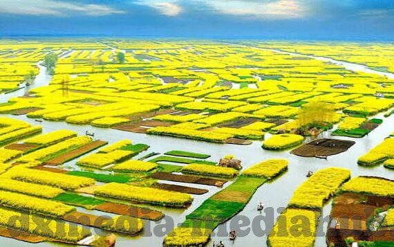 果冻传媒杨柳资料-探寻果冻传媒的璀璨之星——杨柳的非凡旅程